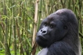 Berggorilla in het Virungagebergte