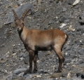 Steenbok