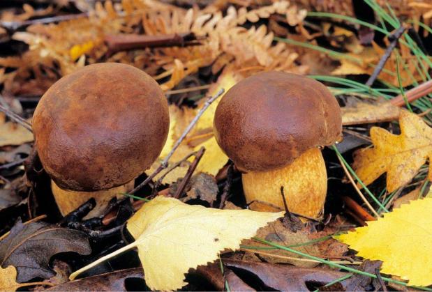 Paddestoelen. Foto Bert Vonk Paddestoelen. Foto Bert Vonk